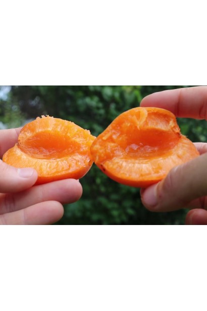 Абрикос Том Кот в ландшафті